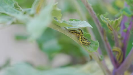orugas en una planta