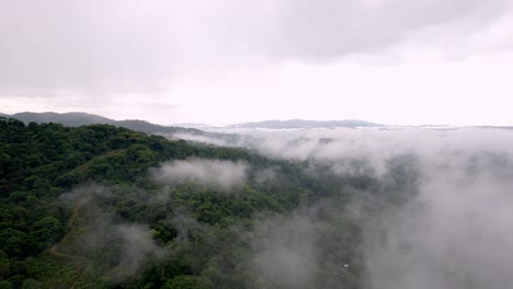 Misty-morning-in-the-middle-of-wilderness-of-forest