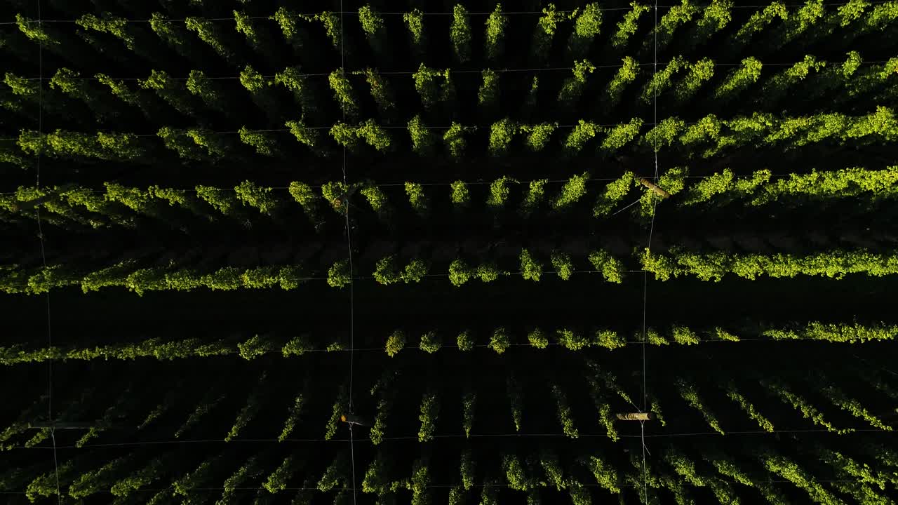 disparo de dron, dron que se eleva por encima de la palidez del lúpulo, campo de lúpulo, desde el detalle hasta el disparo total, la cámara gira y muestra un jugoso campo de lúpulo verde