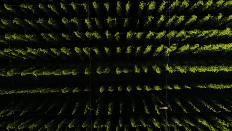 drone shot, drone rising above hop paling, hop field, from detail to total shot, camera rotates and shows a juicy green hop field