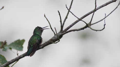 Primer-Plano-Estático-De-Colibrí-Jacobino-Hembra-Cantando-Alegremente