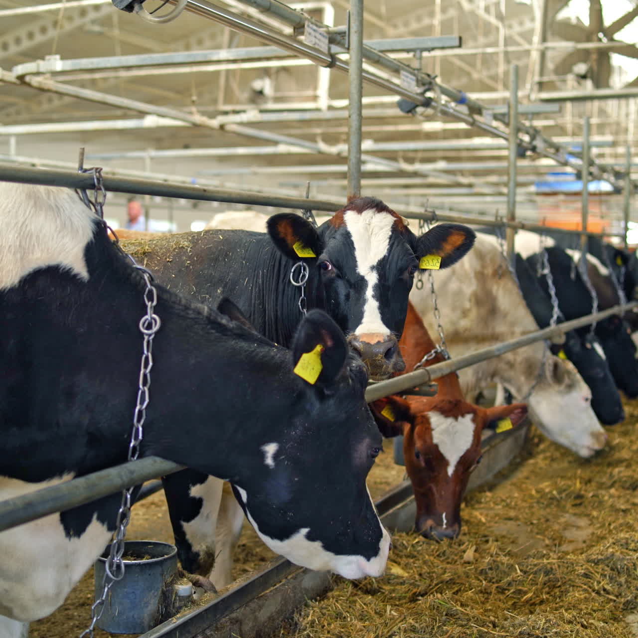 Dairy cows in the cowshed. Row of beautiful cows in a row tied in a stall. Farming concept of livestock in a modern farm background.
