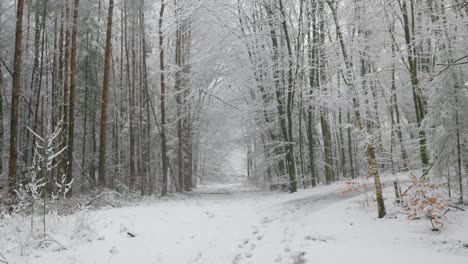 camino del bosque nevado