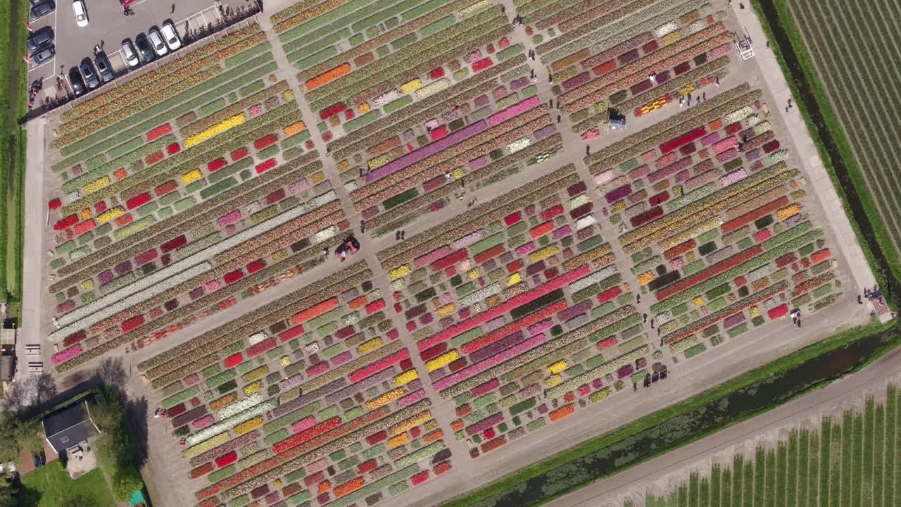 Vista aerea di infiniti tappeti di tulipani vivaci vicino a Lisse, Paesi Bassi