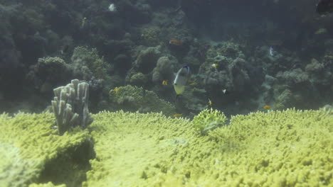 coral esponja callyspongia o tubo-esponja colonial en el arrecife del mar rojo, callyspongia es un género de demosponges en la familia callyspongiidae