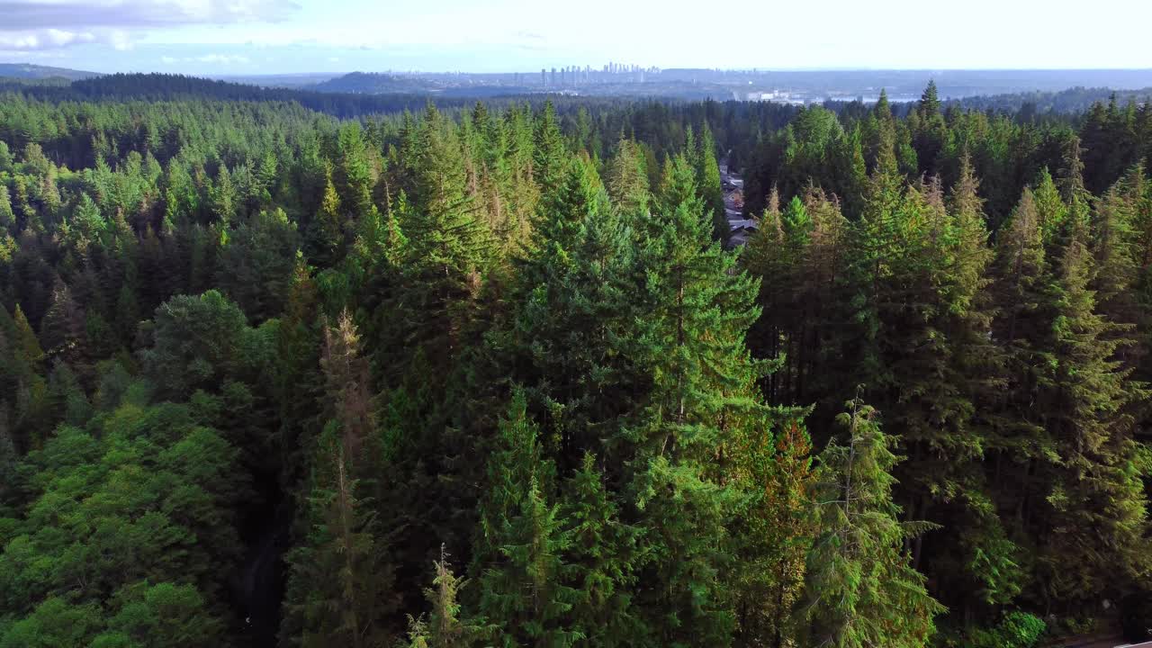 Aerial View of Lush Green Forest with City Skyline in the Distance