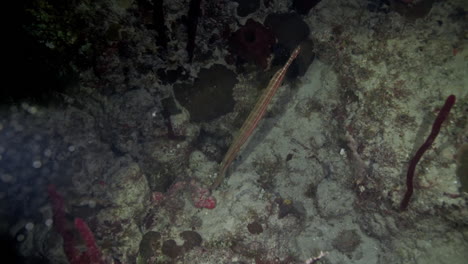 Underwater-shot-of-Trumpetfish-swimming-in-coral-reef-at-night-in-the-Caribbean-Sea