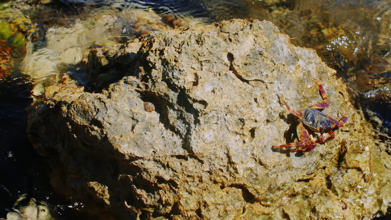 가장자리는 홍해 연안의 바위에 앉아 있습니다.