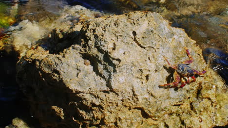 edge sits on a rock on the coast of the red sea