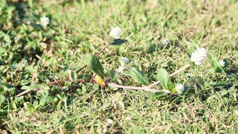 flores de amaranto en un campo de hierba