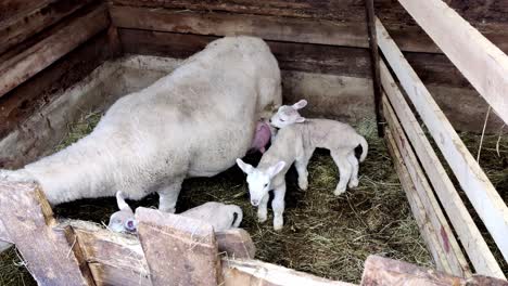 newborn lambs together with mother inside barn, struggling to drink milk