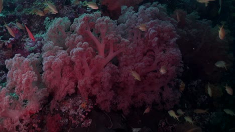 drifting along pink soft corals and coral reef