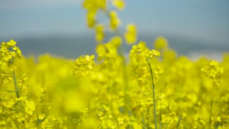 oilseed rape blooms very close nice weather with light wind and blue sky 50fps