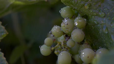 Tiro-Macro-De-Racimos-De-Uvas-Verdes-Con-Gotas-De-Agua-En-Cámara-Lenta-Goteando-Sobre-La-Fruta-Madura