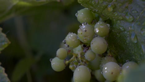 tiro macro de racimos de uvas verdes con gotas de agua en cámara lenta goteando sobre la fruta madura