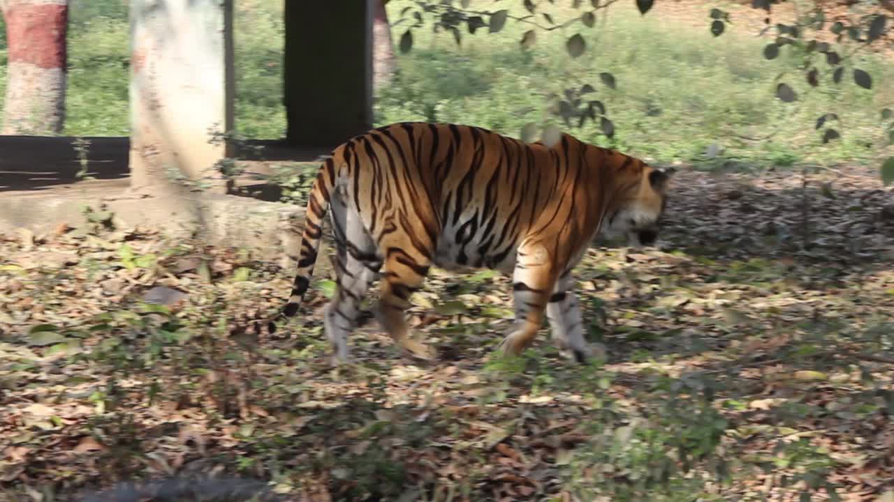 clipe de un tigre bajando por una pasarela y caminando en el zoológico de indore, madhya pradesh, india