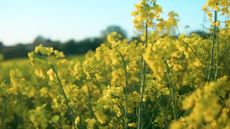 blooming yellow rapeseed flowers field, close-up walk though