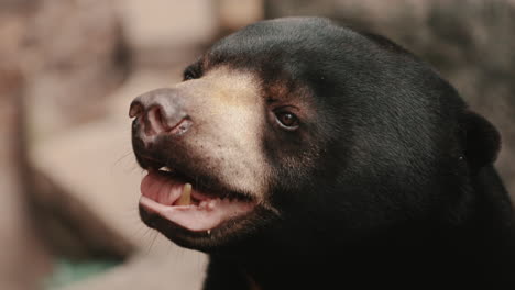 closeup of sun bear's adorable face