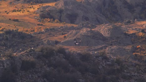 Condor-glides-down-into-a-canyon-,-wide-shot-of-a-rocky-valley-in-the-Andean-mountains