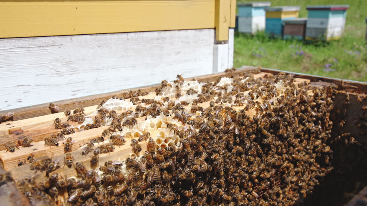 Frames set in rows inside the bee hive. Honeycombs covered heavily with thick layer of worker bees. Close up.