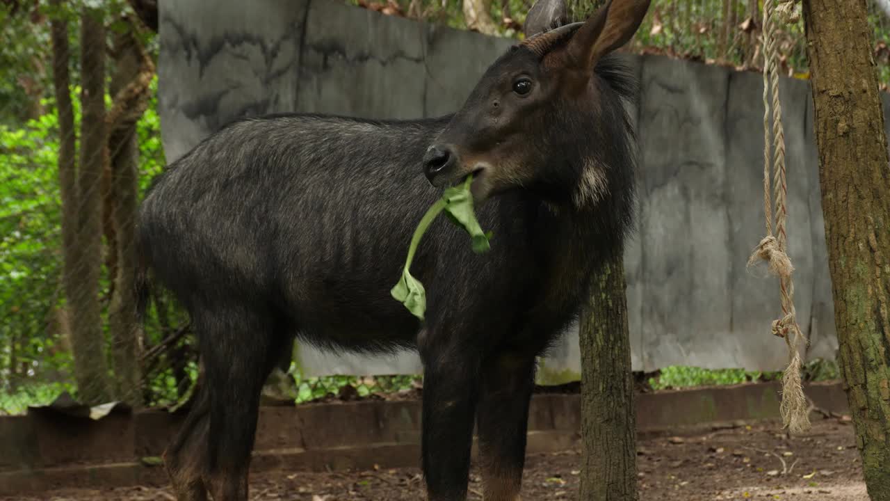 A shy antelope in a lush forest setting looks curiously at the camera