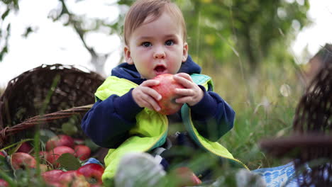 one year old toddler takes a big red apple to his mouth. little kid enjoying nature and harvest in autumn season. blurred backdrop.