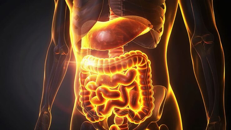 Human Digestive System Anatomy