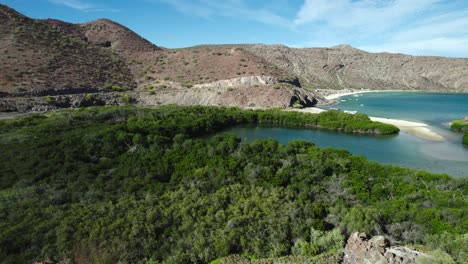 Flying-Towards-Mangrove-Trees-Near-Playa-Santispac-In-Mulege,-Baja-Calfornia-Sur,-Mexico