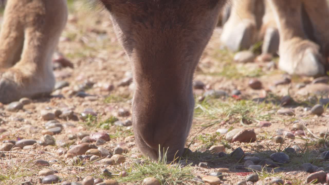 primer plano de guanaco dos dedos de los pies acolchados mientras se inclinan para navegar por la pequeña hierba verde dentro del suelo arenoso