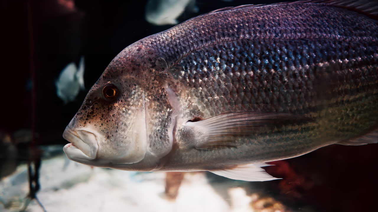 Close up of a Gilt-head bream fish swimming near coral reefs