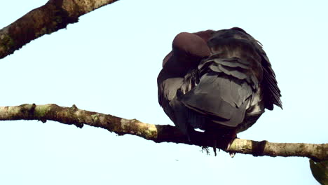 Red-billed-pigeon-perched-on-branch,-raising-tail-feather-to-preen