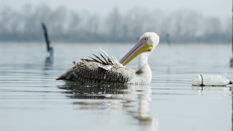 Joven-Gran-Pelícano-Blanco-Limpieza-Acicalarse-Plumas-Lago-Kerkini