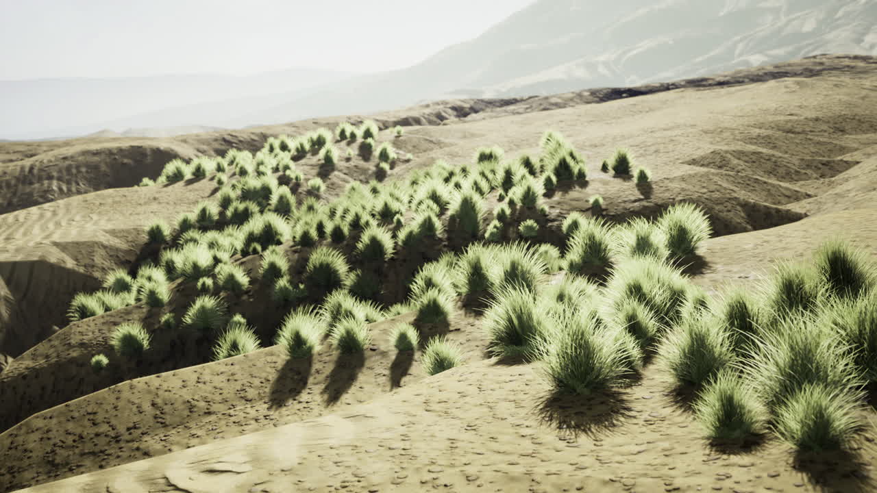 Vibrant green vegetation contrasts against a vast sandy landscape in daylight