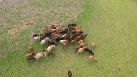 Vista-De-Pájaro-Del-Rebaño-Grupal-De-Vacas-Pastando-Juntas-En-Praderas-Planas