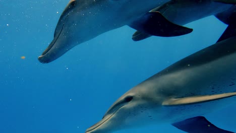 a pod of bottlenose dolphins swimming through crystal clear oceans - underwater close up shot