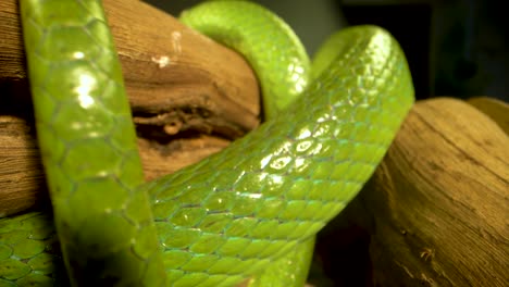 close-up of a vibrant green snake coiled around a tree branch