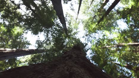 a unique perspective of a california red wood