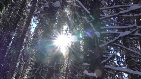 4k footage of slow pan through snow-covered trees in winter with sunlight flare