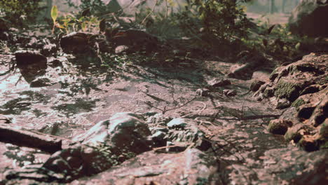 small creek runs through a wide valley full of fallen leaves