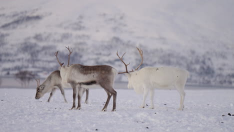 Caribú-Explorando-El-Hábitat-Nevado-Del-ártico-Fuera-De-Tromso,-Noruega