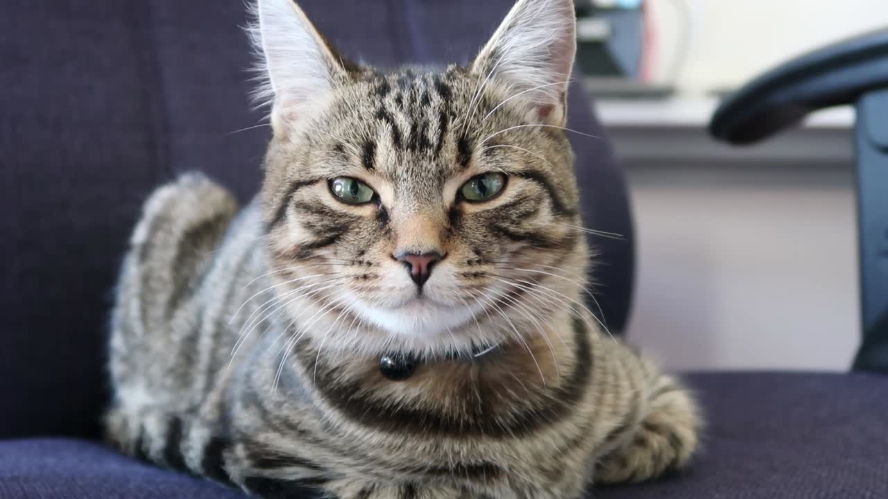 Cute cat laying on an office chair looking at the camera