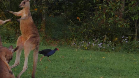 östliche-Graue-Kängurus,-Die-Im-Hintergrund-Mit-Australasiatischen-Swamphen-Kämpfen---Goldküste,-Qld,-Australien