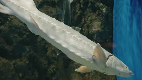 esturiones nadando en el acuario sendai umino-mori en japón - primer plano