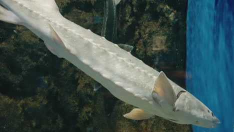 sturgeons swimming at sendai umino-mori aquarium in japan - close up