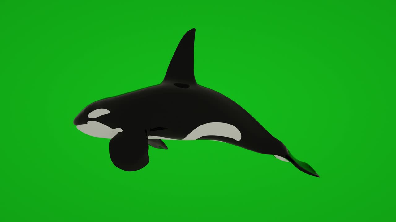 Killer Whale swimming animation isolated on green screen, 3d animation ...