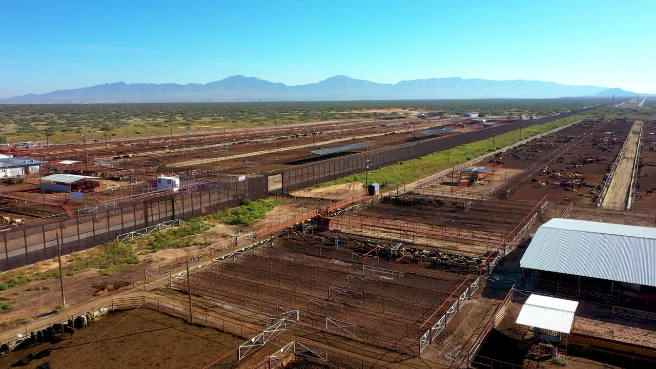cruzando fronteras: vistas aéreas de vacas en la frontera entre estados unidos y méxico