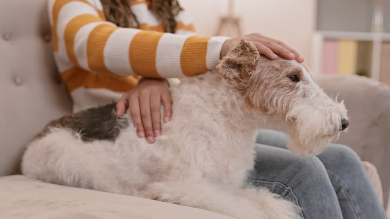 perro lindo con dueño en edad escolar