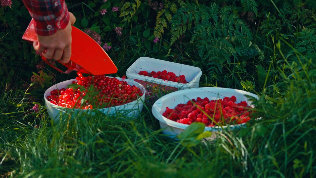 Freshly picked red berries and raspberries gathered together