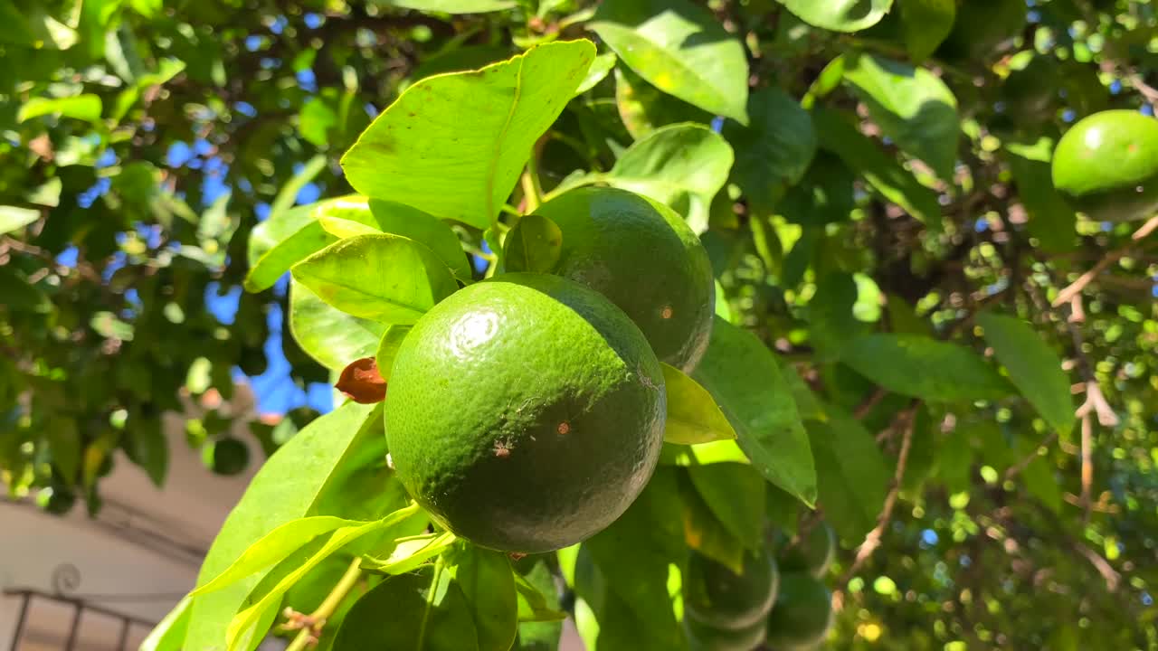 naranjo con naranjas verdes sin madurar en el casco antiguo de marbella españa, día soleado y cielo azul, tiro estático de 4k