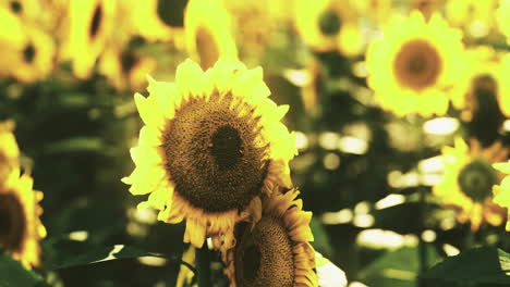 sunflower field in full bloom during sunny afternoon in summer